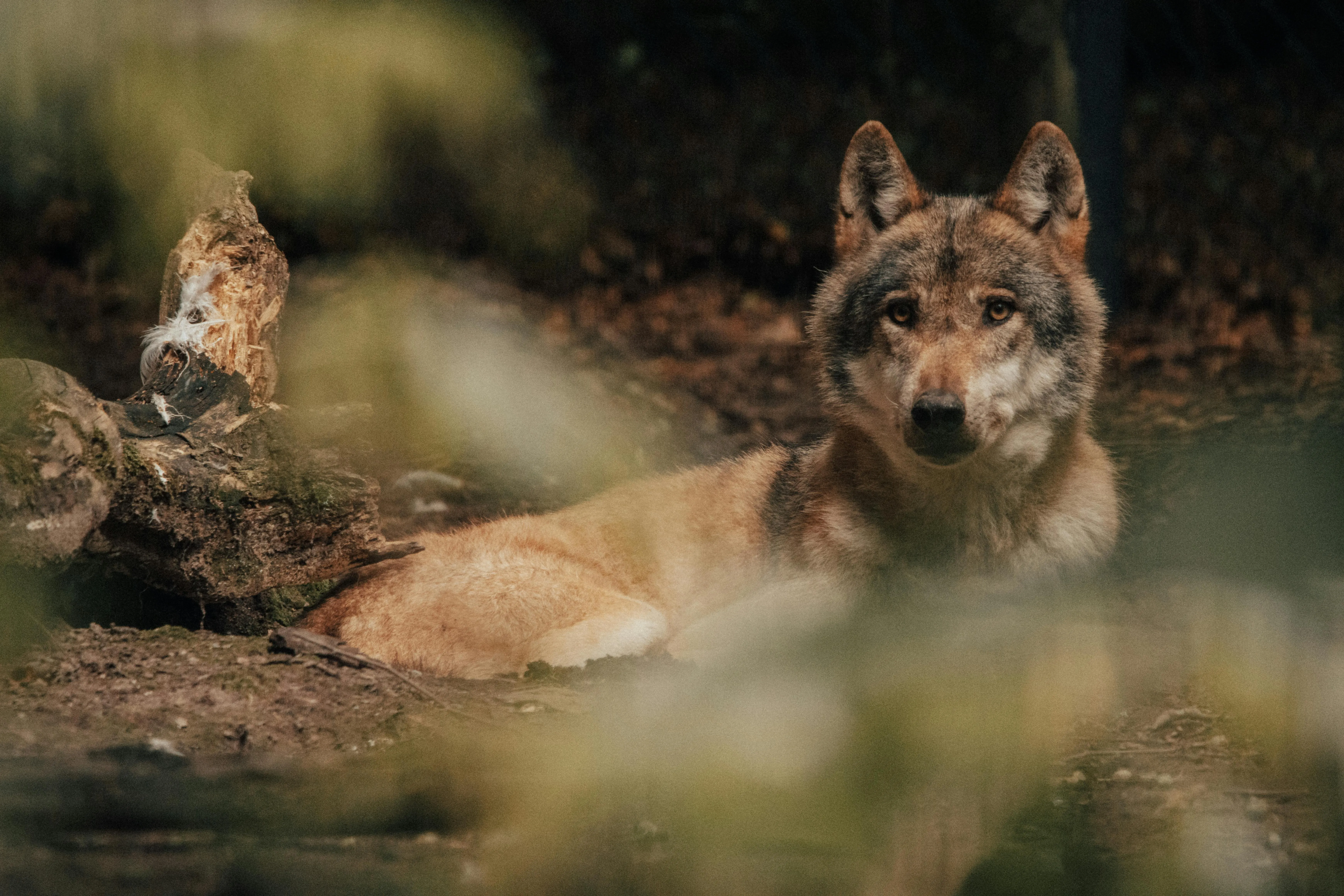 Chien de chasse