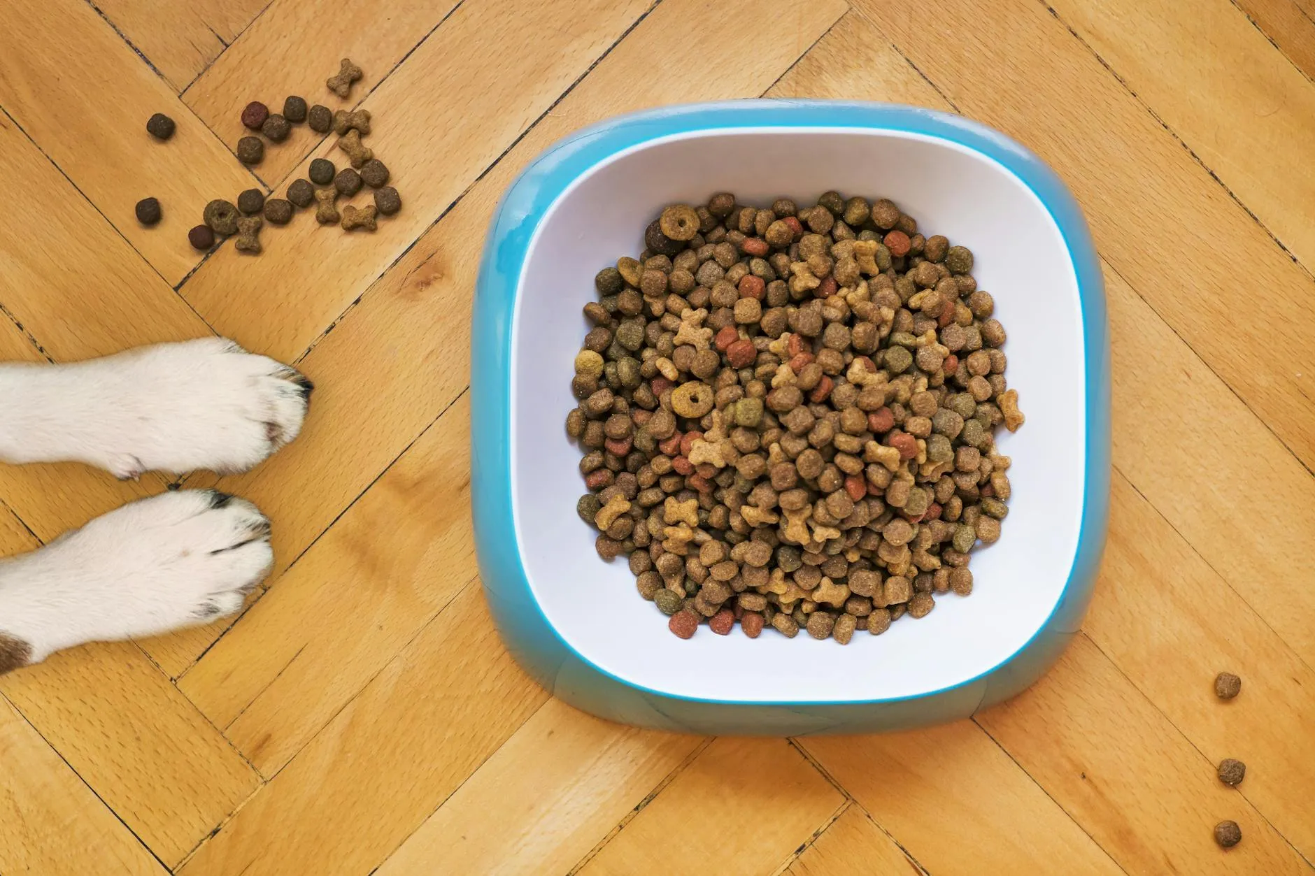 Croquettes premium pour chien