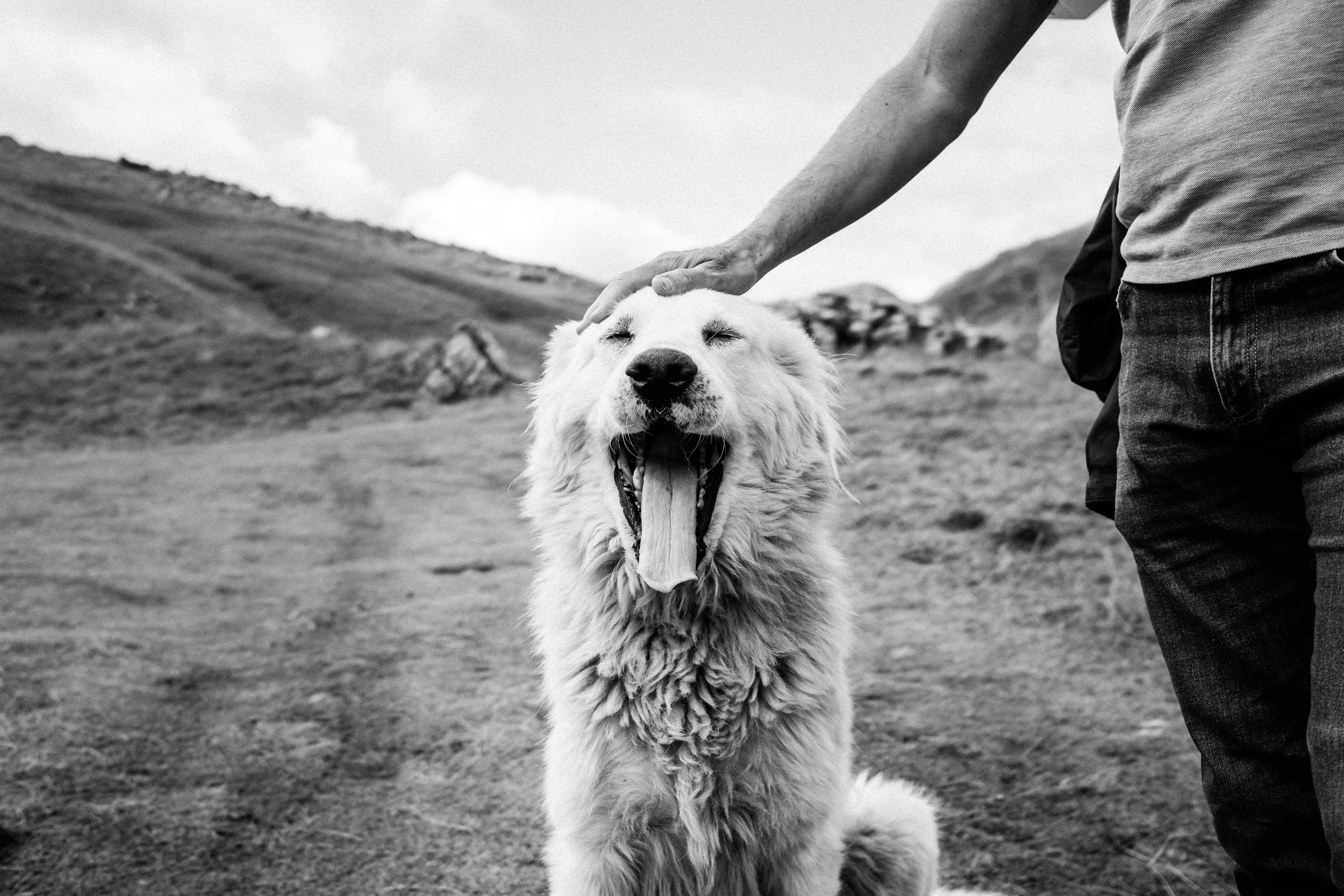 Propriétaire câlinant son chien