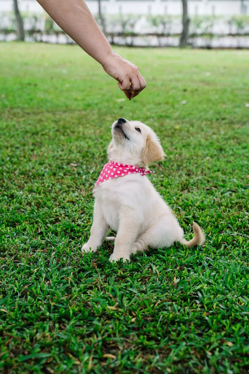 Chiot en éducation positive