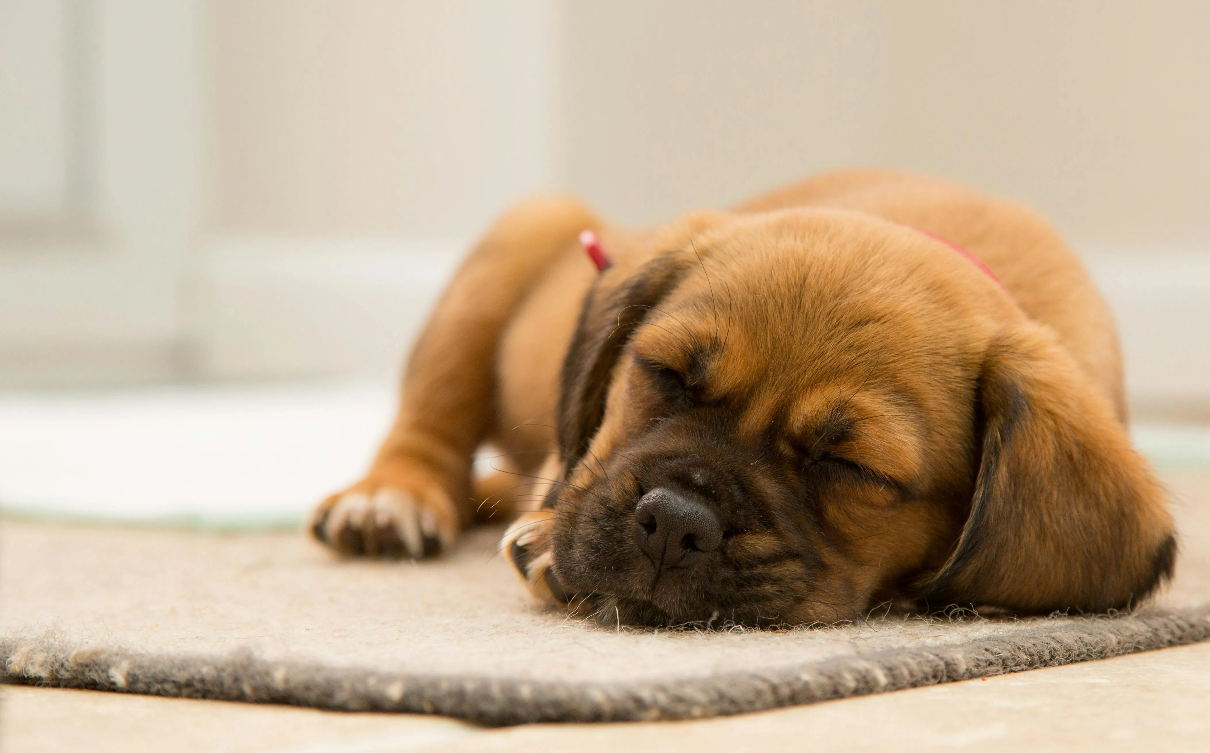 Chiot Labrador