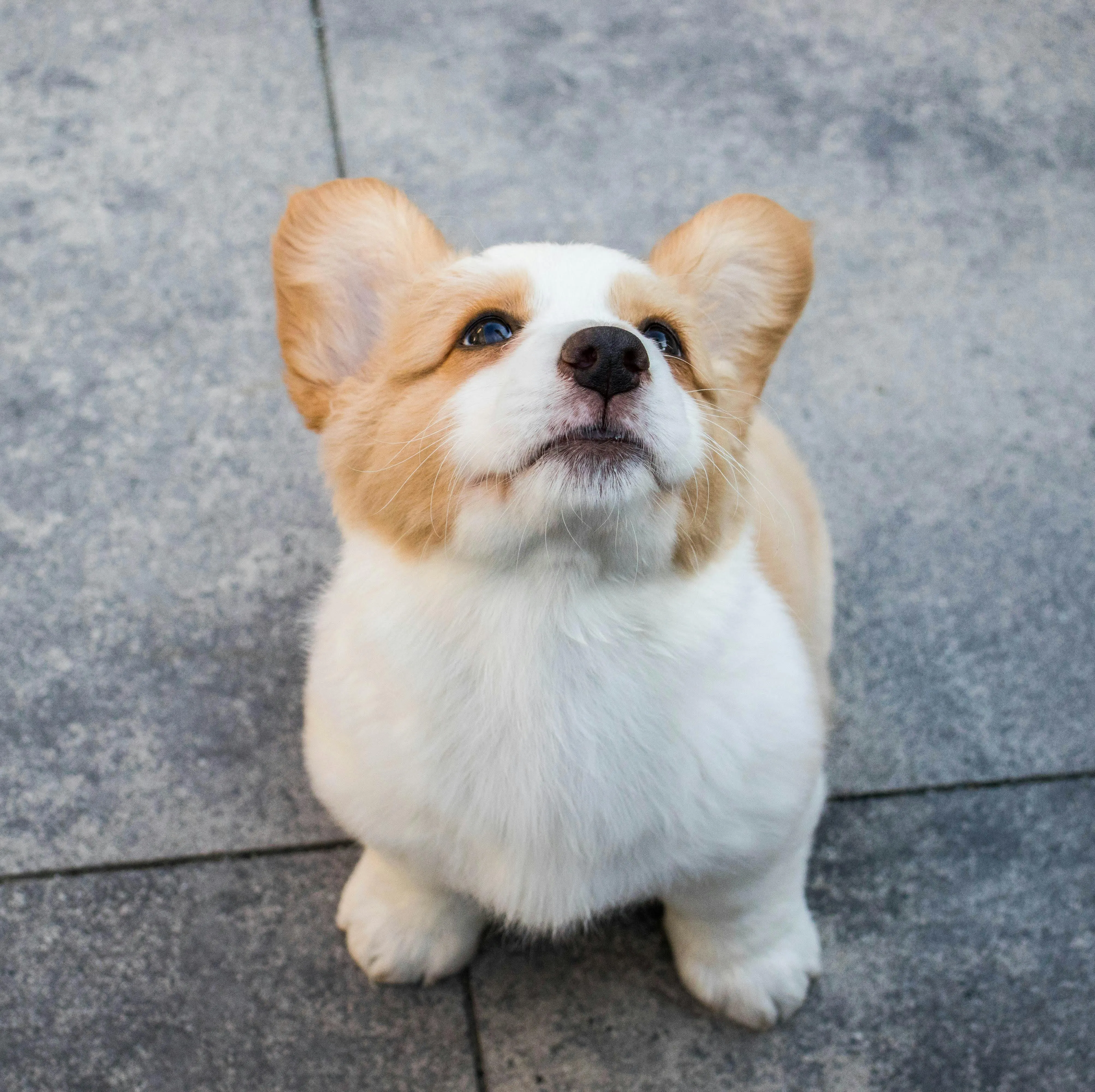 Chien mangeant