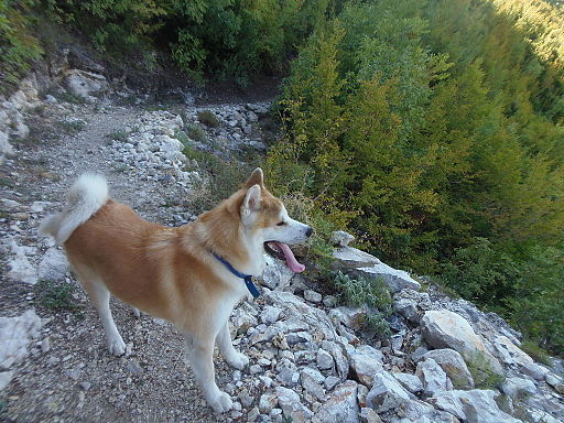Photo Akita
