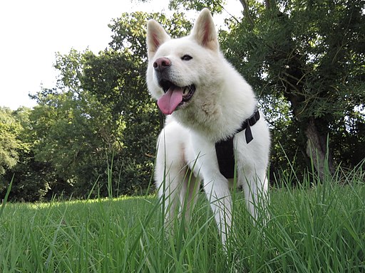 Photo Akita