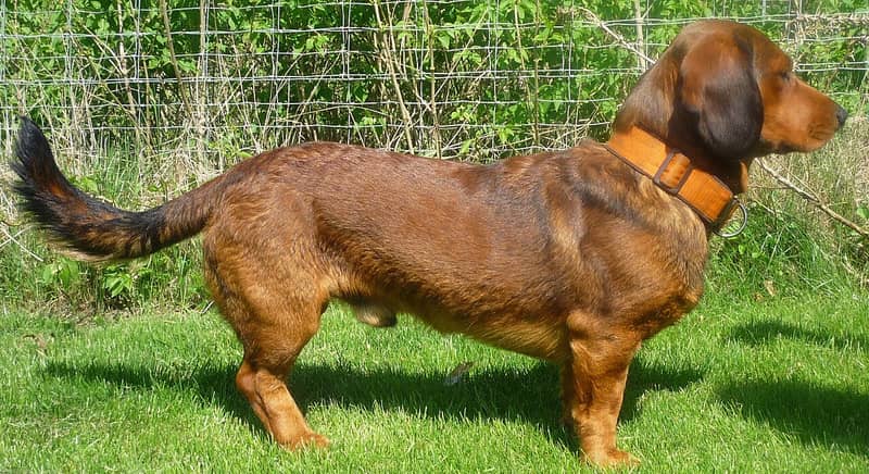 Photo de Alpine Dachsbracke