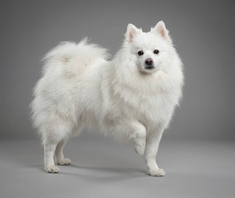 Photo de American Eskimo Dog