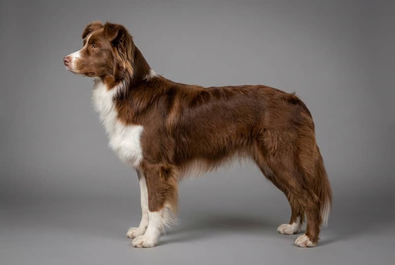 Photo de Australian Shepherd