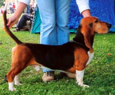 Photo de Basset Artesian Norman