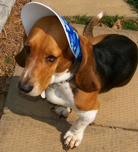 Photo Basset Hound