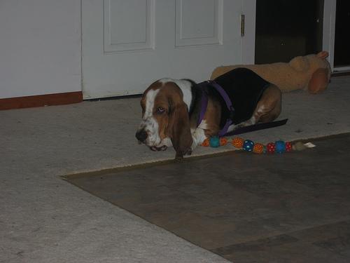 Photo Basset Hound