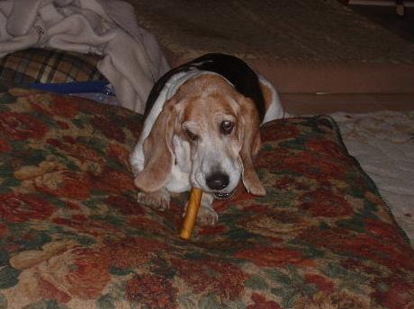 Photo Basset Hound
