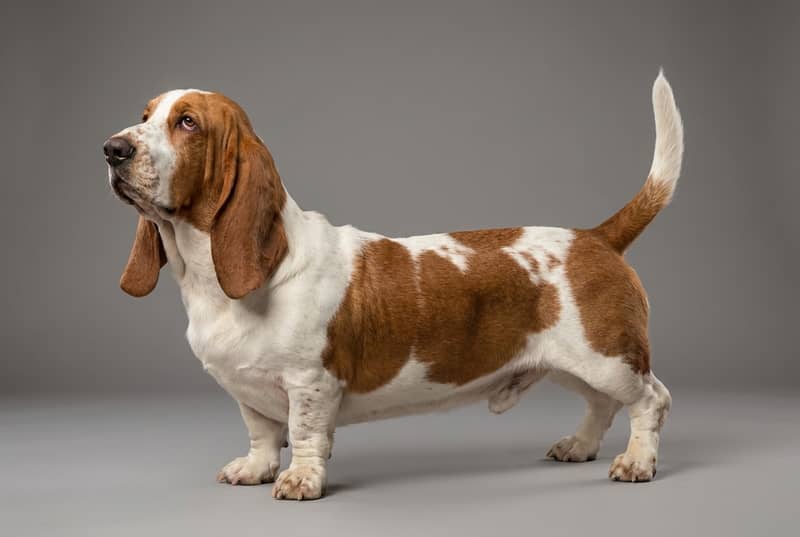 Photo de Basset Hound