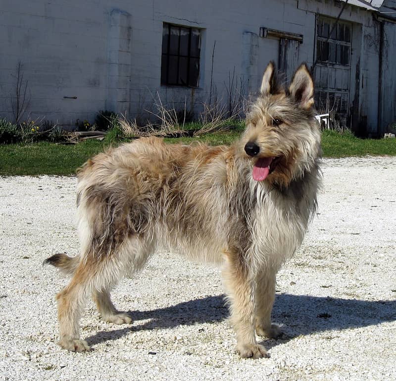 Photo de Picardy Shepherd