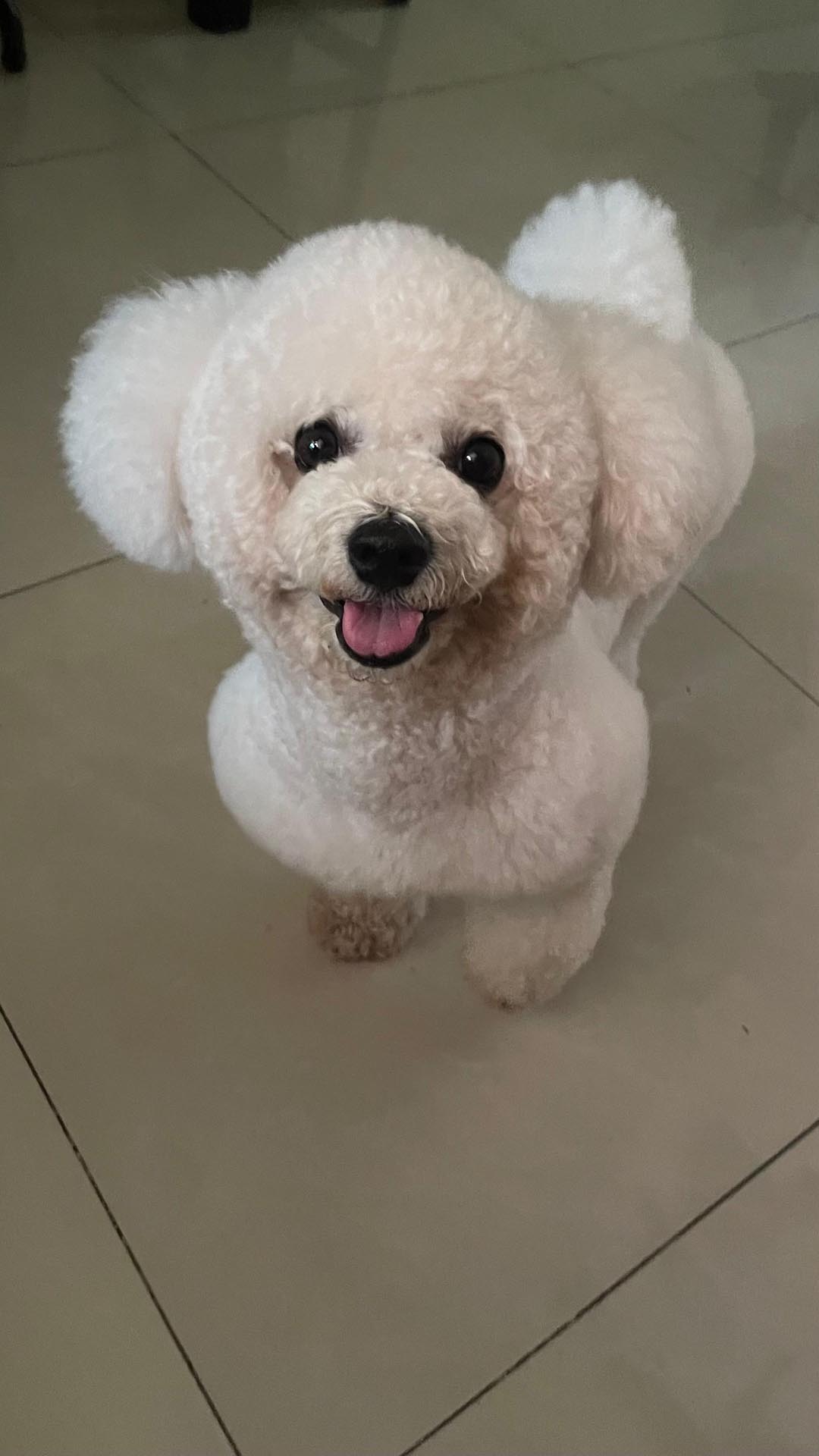 Photo Bichon Frise