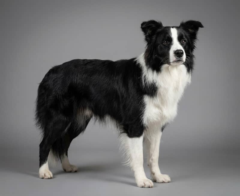 Photo de Border Collie