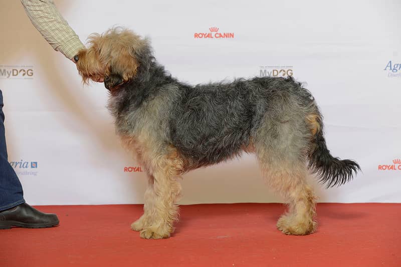 Photo de Bosnian Coarse-haired Hound