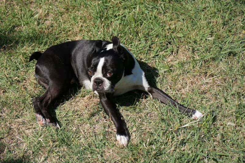 Photo Boston Terrier