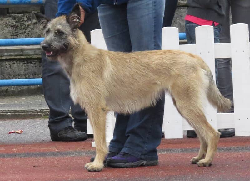 Photo de Ardennes Cattle Dog