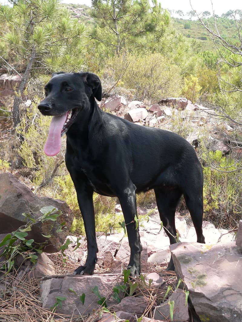 Photo de Majorca Shepherd Dog