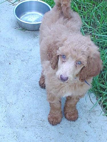Photo Poodle