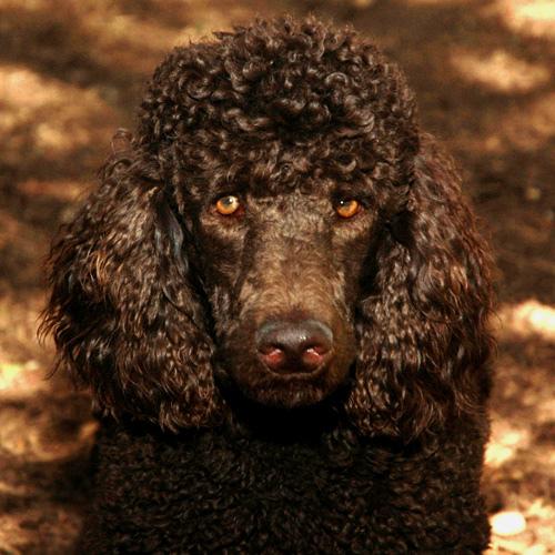 Photo Poodle