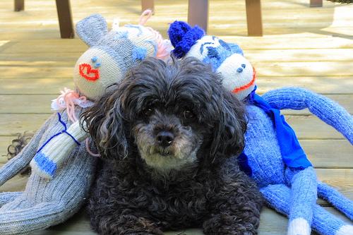 Photo Poodle