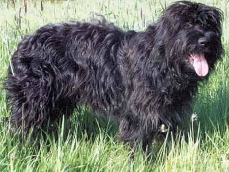 Photo de Portuguese Sheepdog
