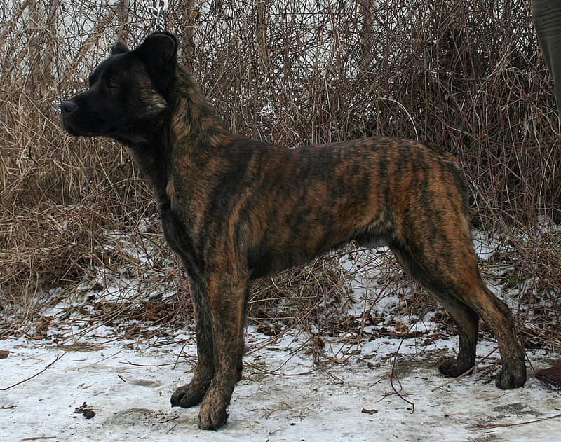 Photo de Azores Cattle Dog
