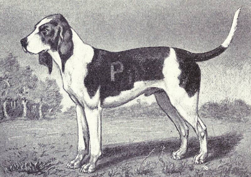 Photo de Artois Hound