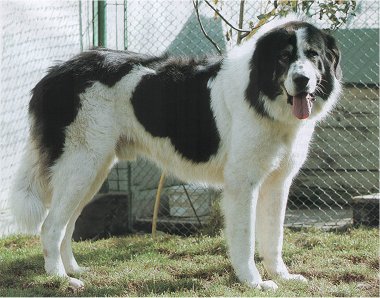 Photo de Romanian Bucovina Shepherd Dog