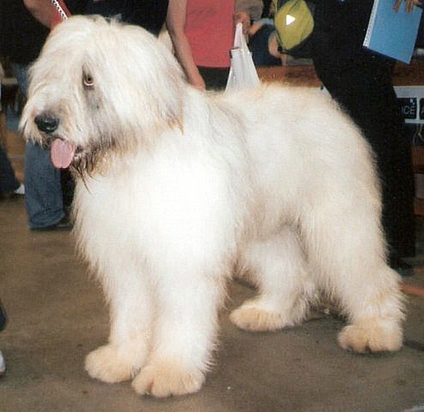 Photo de Romanian Mioritic Shepherd Dog