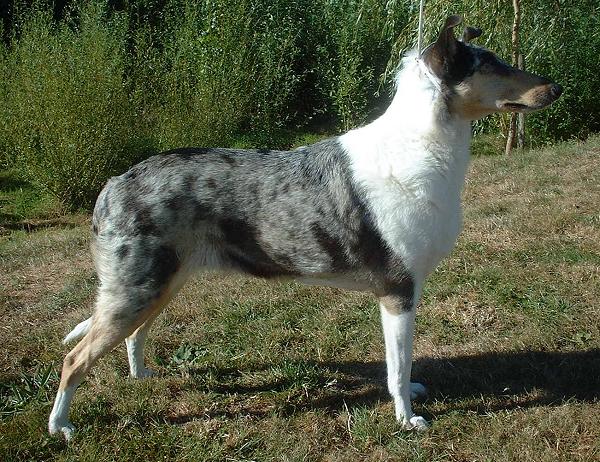 Photo de Smooth Collie