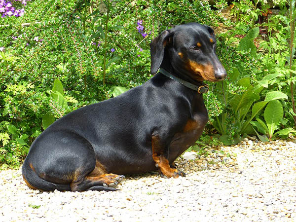 Photo Dachshund