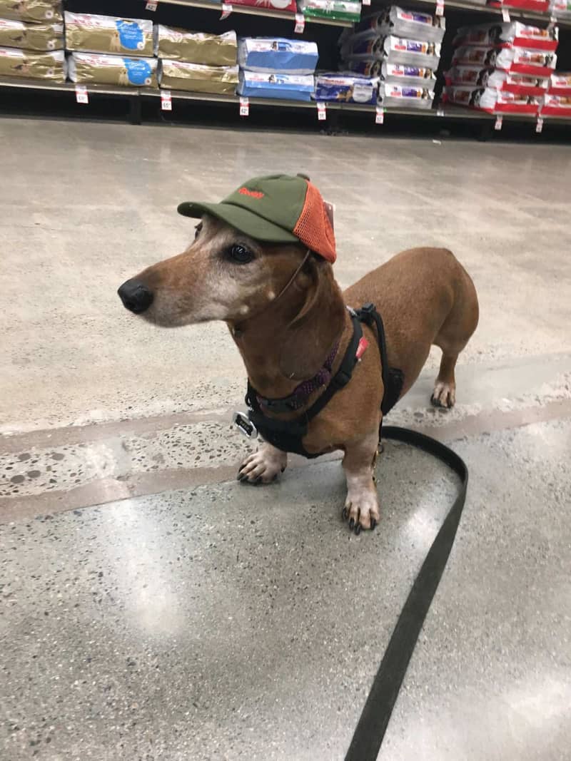Photo de Dachshund