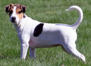 Photo de Danish-Swedish Farmdog