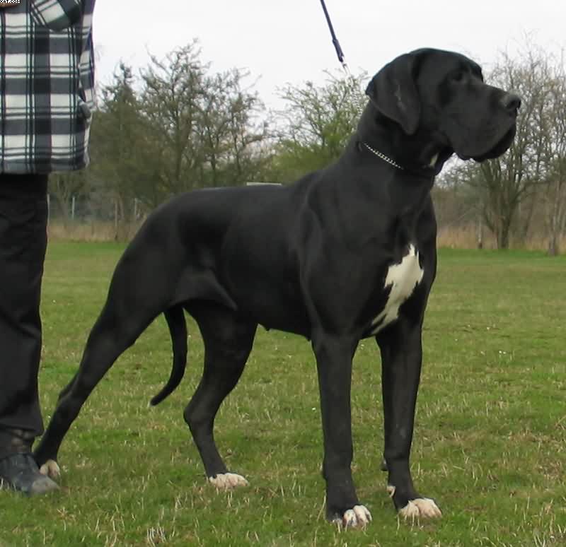 Photo Great Dane