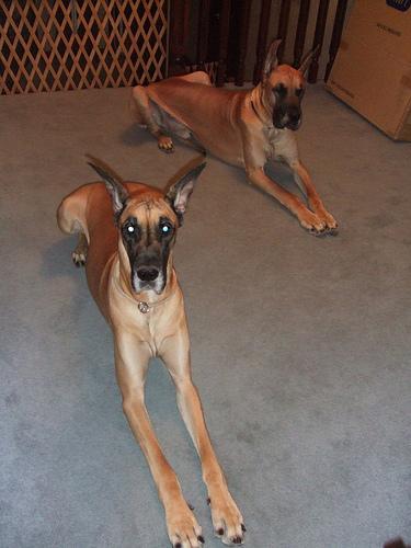 Photo de Great Dane