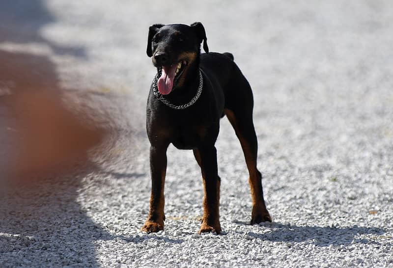 Photo de German Hunting Terrier