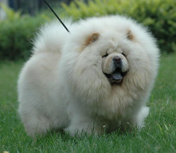 Photo de Tibetan Mastiff