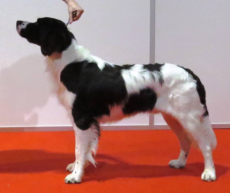 Photo de Drentsche Partridge Dog