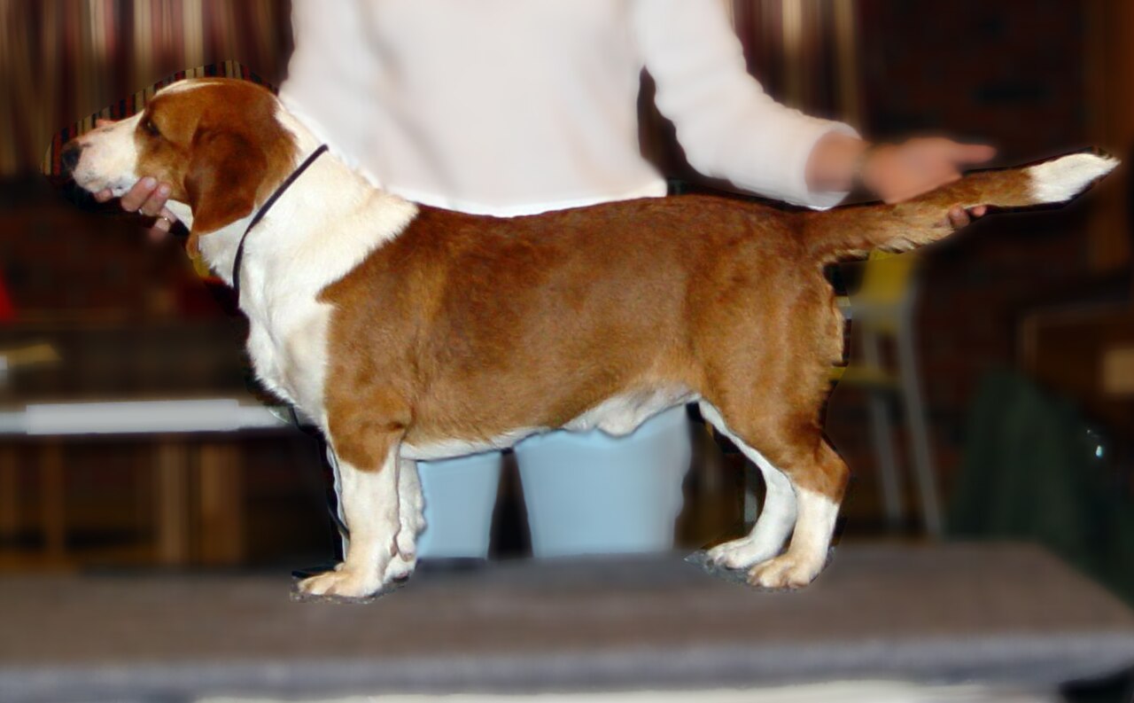 Photo de Swedish Dachsbracke