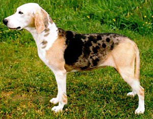 Photo de Norwegian Hound