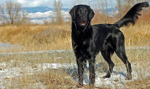 Photo Flat Coated Retriever