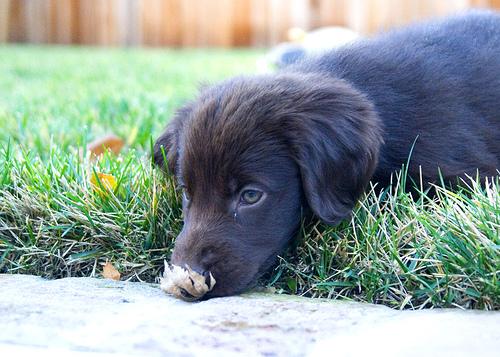 Photo Flat Coated Retriever