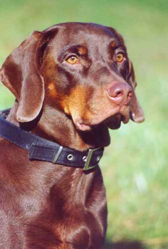 Photo de Polish Hunting Dog