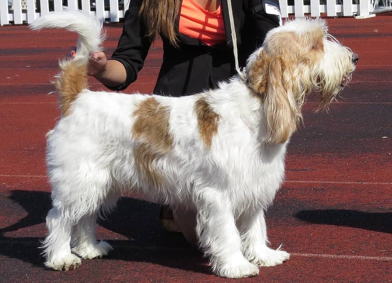 Photo de Grand Basset Griffon Vendeen