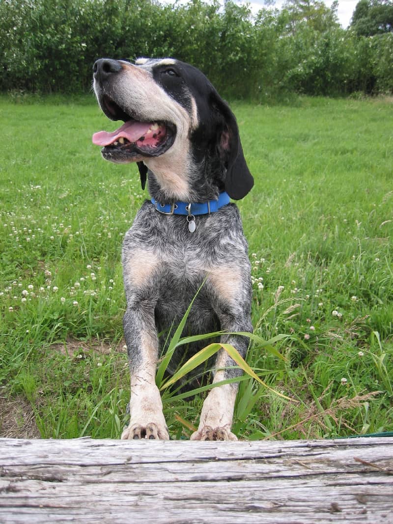 Photo de Great Gascony Blue