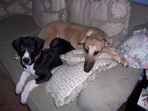 Photo Great Dane