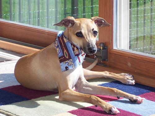 Photo Greyhound