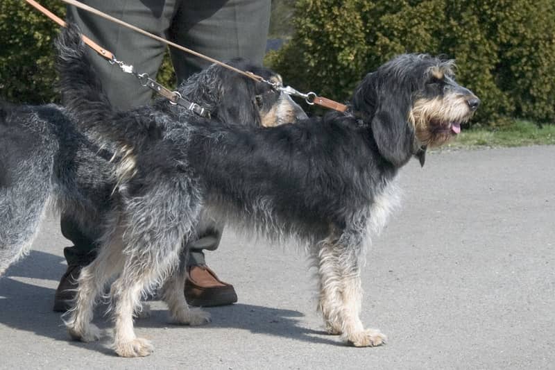 Photo de Blue Gascony Griffon